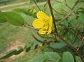 Coffee Senna